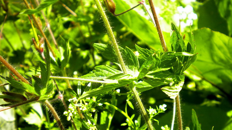 Geranium phaeum